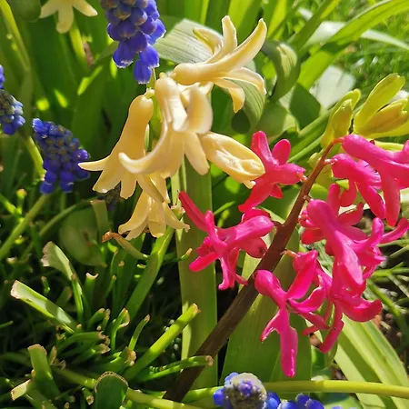 Daire Magellana Wroclaw